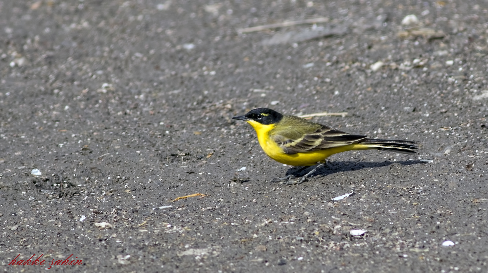 Western Yellow Wagtail